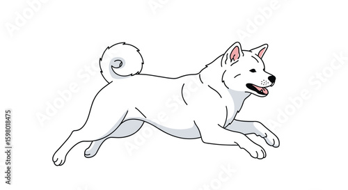 Agile white akita inu dog running freely in a field of green grass and blue sky