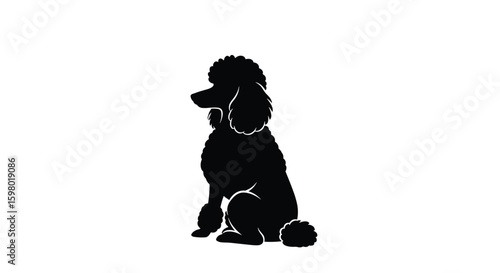 Elegant black poodle silhouette sitting proudly showing its distinctive curly coat and intelligent eyes in a clean white background
