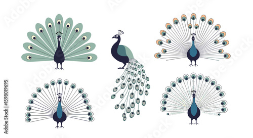 Beautiful peacock displays showing their feathers in various poses and styles