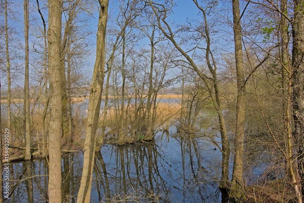 Molsbroek lake with bare trees and golden reed on a sunny day with clear blue sky. Lokeren, Flanders, Belgium Molsbroek lake with bare trees and golden reed on a sunny day with clear blue sky. Lokeren, Flanders, Belgium