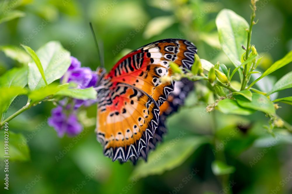Fototapeta premium Beautiful colorful monarch butterfly on leaves and blurred green background