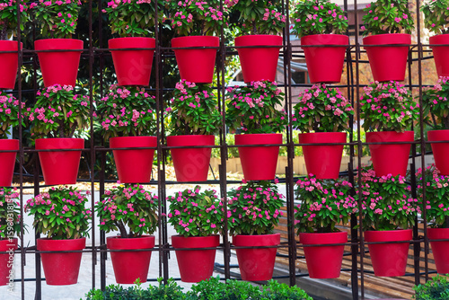 Pots of flowers in Santo Domingo Square. Murcia, Spain. Europe.
