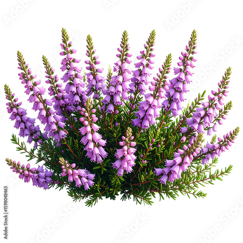  PNG Bell Heather illustration botanical delicate.