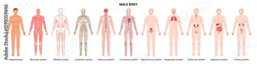 Male body organ systems. Vector integumentary and skeletal, muscular and nervous, endocrine and cardiovascular, lymphatic and immune, respiratory and digestive, urinary and reproductive