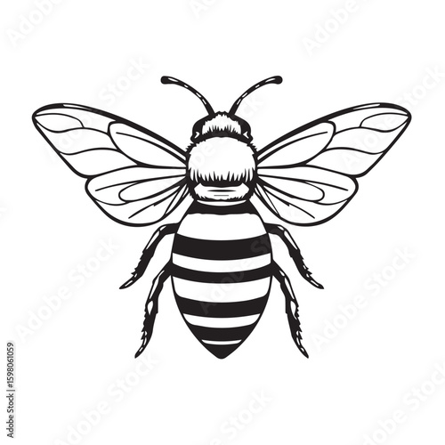 Detailed black and white line drawing of a honey bee with striped body and delicate wings
