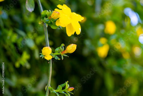 Allamanda, Common allamanda, Golden trumpet, Golden trumpet vine, Yellow bell. Yellow flower of Allamanda cathartica with blur background.