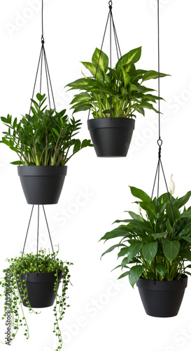 Four Hanging Potted Plants on Transparent Background