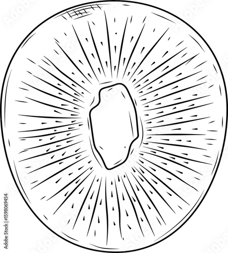 Cross Cut Kiwi Hand Drawn Ink Sketch Vector