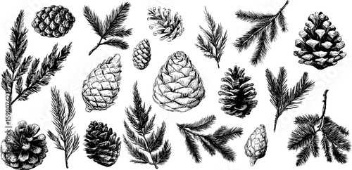 Sketch cones and pine tree branches. Fir tree branch, pinecone hand drawn design. Isolated forest nature elements, park mountain landscape, vector set