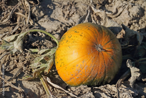 bright pumpkin fruit in the field in autumn in the sunlight