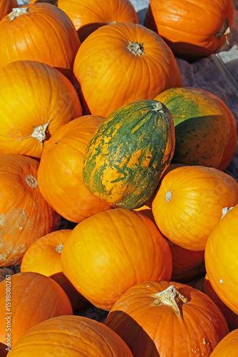 bright pumpkin fruit in the field in autumn in the sunlight