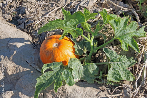 bright pumpkin fruit in the field in autumn in the sunlight