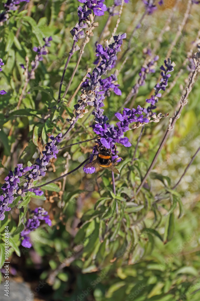 Obraz premium a hungry bumblebee captured on a flowering sage plant outdoors
