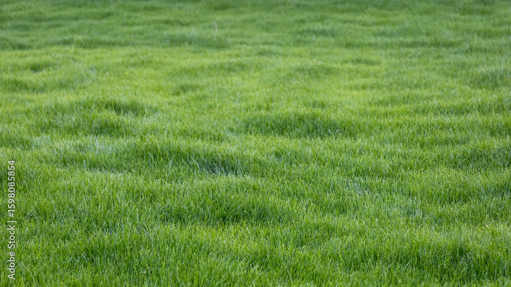 Obraz premium Lush green grass field with soft waves beneath the sunlight on a bright day