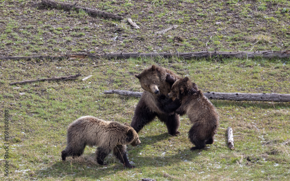 Fototapeta premium Grizzly Bear Sow and Her Cubs in Yellowstone National Park Wyoming in Spring