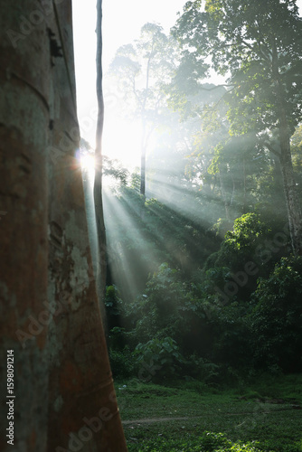 Morning sunrays in the woods