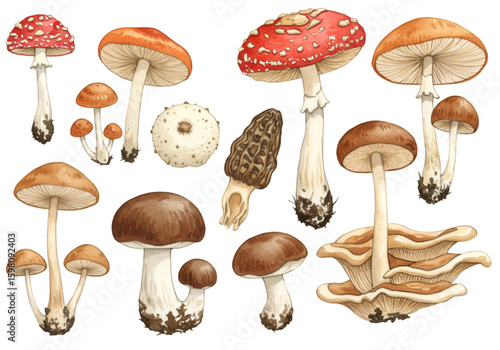 Illustration Set of Various Mushrooms on Transparent Background
