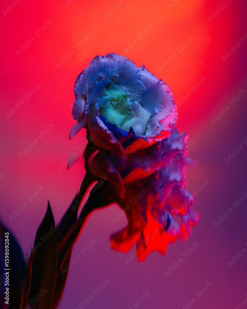Obraz premium Lisianthus Flower with Blue and Red Gel Lighting on Gradient Background