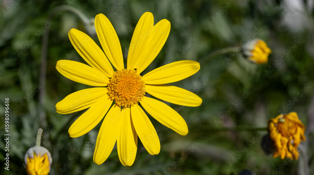 Fototapeta premium Beauty yellow flowers.Yellow daisies, yellow flowers, yellow petals and green stems.Ligularia sibirica, mostly in central and eastern Asia.