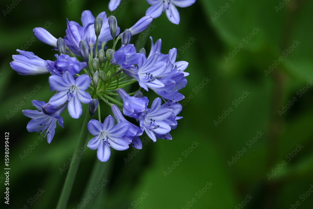 Fototapeta premium 放射状に咲く