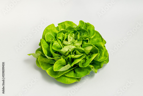 Fresh butterhead salad lettuce isolated on grey background. Fresh butterhead salad lettuce (also known as Boston, Bibb, Buttercrunch, and Tom Thumb, Arctic King) isolated on grey