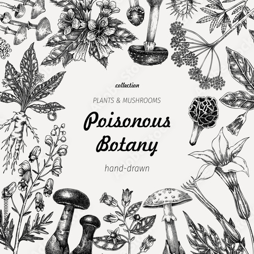 Poisonous plants frame design. Toxic mushrooms hand drawn vector illustration. Witch herbs, deadly fungi sketches. Vintage botanical card template. NOT AI generated