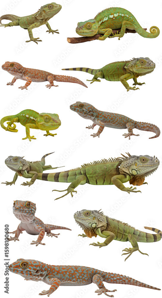Naklejka premium Realistic Photo of Various Reptiles, Geckos and Iguanas Reptiles