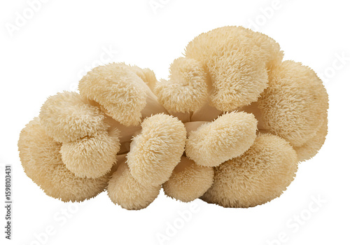 Close-up Photo of Lion's Mane Mushroom with Isolated Background
