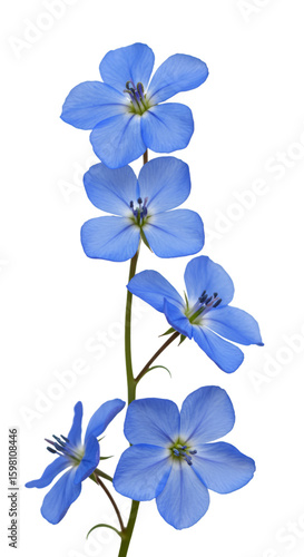 Blue Flower Illustration on Black Background with Detailed Petals