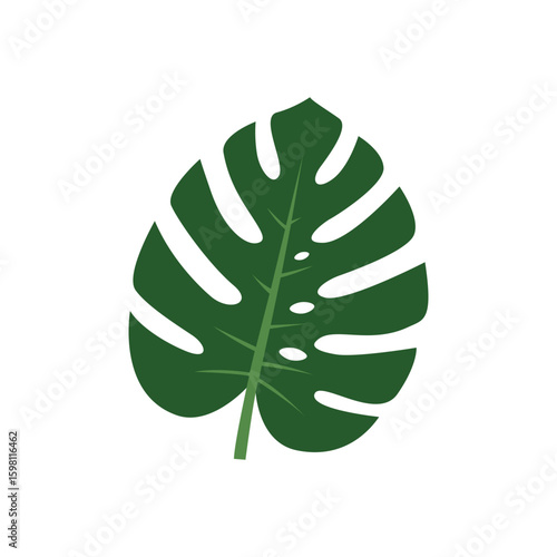 Illustration of a green monstera leaf with intricate detailing on a white background, representing tropical nature and botanical beauty.