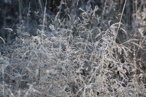 Wallpaper Mural blue white green grass winter  autumn Torontodigital.ca