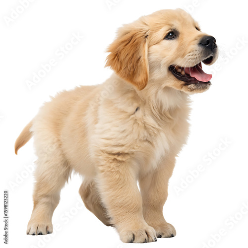 Golden Retriever Puppy Standing isolated on a transparent background animal canine