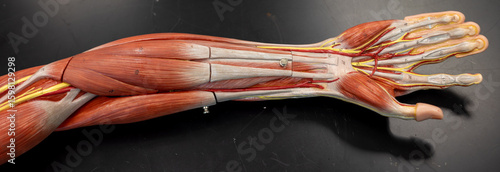 Canvastavla Anterior Forearm Muscles Showing Wrist Flexors