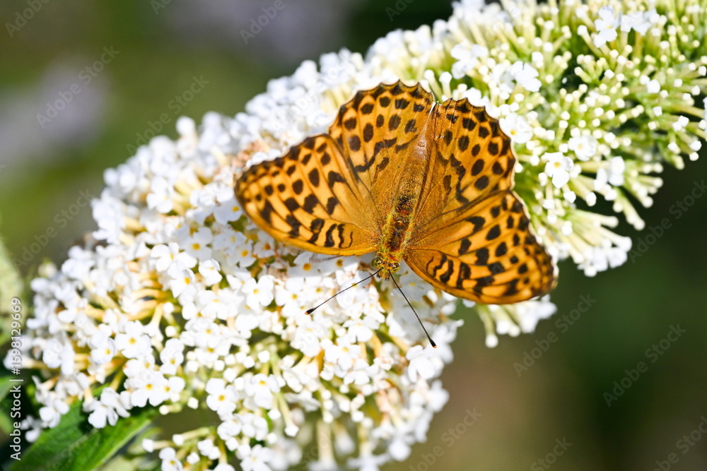Obraz premium Argynnis paphia. (Silver-banded pearl butterfly). A beautiful colorful butterfly drinks nectar from a butterfly bush flower - close-up photo in its natural environment. A common butterfly in Europe .