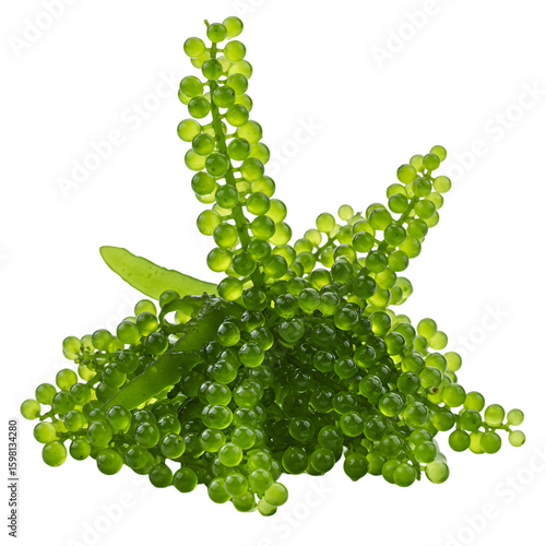 Green Sea Grapes, Isolated Background, Macro Photography Illustration