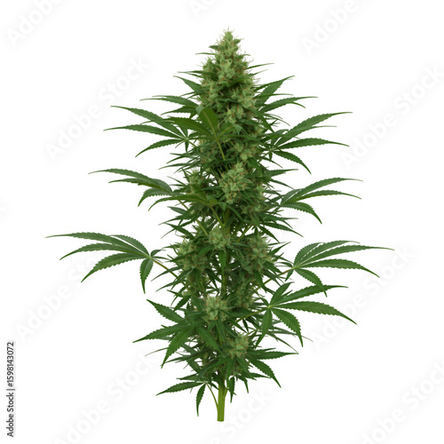 Isolated Cannabis Plant on Black Background