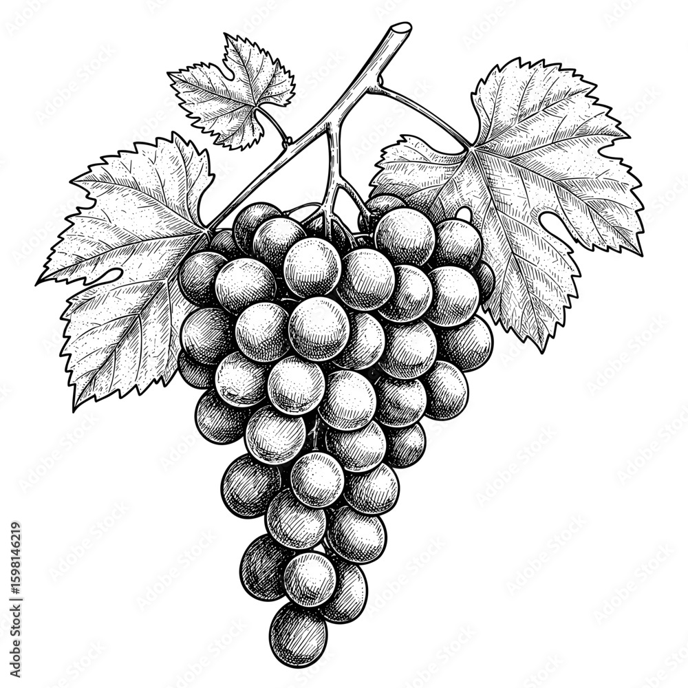  Sketch Cacho de uvas hand drawn retro ilustração em preto e branco vetor