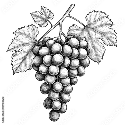  Sketch Cacho de uvas hand drawn retro ilustração em preto e branco vetor