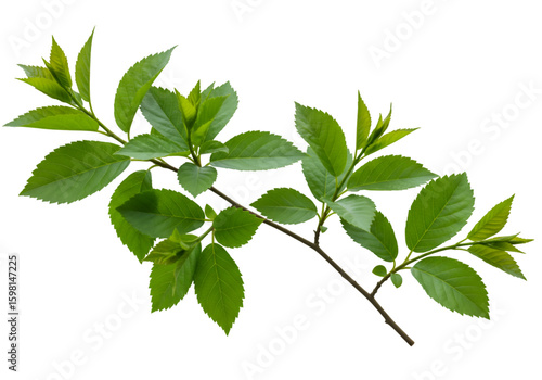 Isolated Green Branch with Lush Leaves on Transparent Background