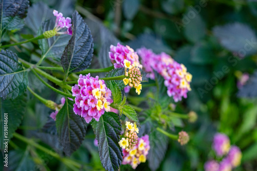 Lantana camara (common lantana) is a species of flowering plant within the verbena family (Verbenaceae), native to the American tropics.