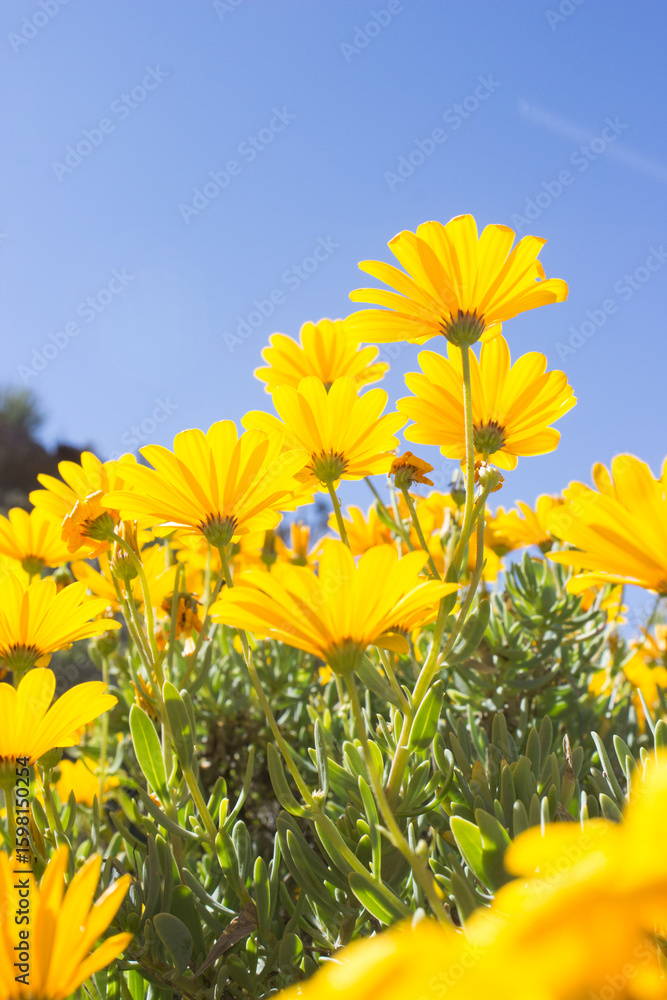Φωτογραφία The bright yellow flowers of a Skaapbos schrub, Tripteris Oppositifolia,  as see