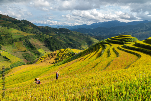 Obraz na plátně In the ripe rice season on terraced fields in Mu Cang Chai, Yen Bai, H'mong women all go to harvest rice in their family's fields