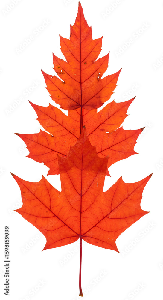 Obraz premium Isolated Orange Maple Leaf on Transparent Background