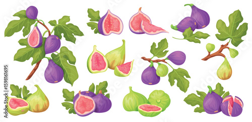 Cartoon fig. Sweet figs purple or green fresh fruit on tree branch with leaves, summer tropical exotic fruits half cut pulp seeds leaf dessert food set, neat vector illustration