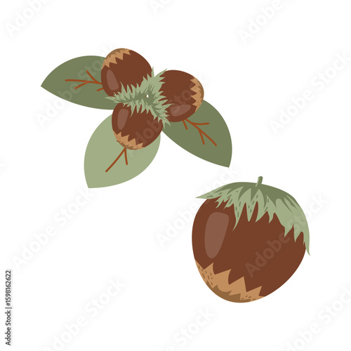 Hazelnuts with leaves. Cartoon hazelnut Hand drawn trendy flat style isolated icon. Organic raw hazel with leaves, tasty snacks. Forest nut Vector illustration