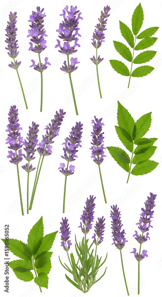 Obraz premium Isolated Lavender Flowers and Leaves on Transparent Background