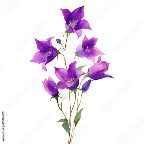Star-like purple bellflowers on thin stems, watercolor painting, isolated with white background.