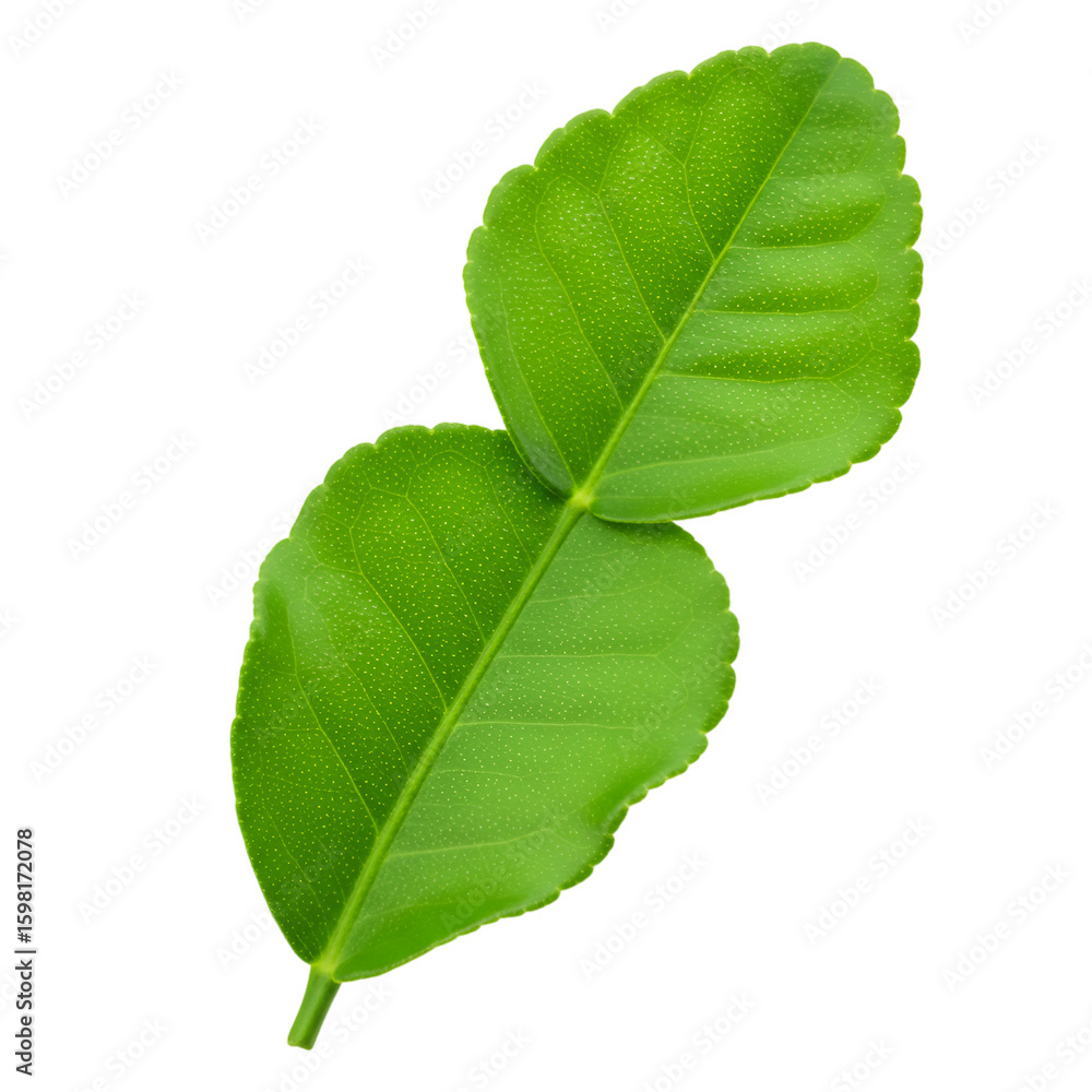 Fototapeta premium Isolated Kaffir Lime Leaves on Black Background
