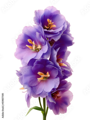 Bluebell, macro studio image of pale violet petals forming graceful bell, with transparent background