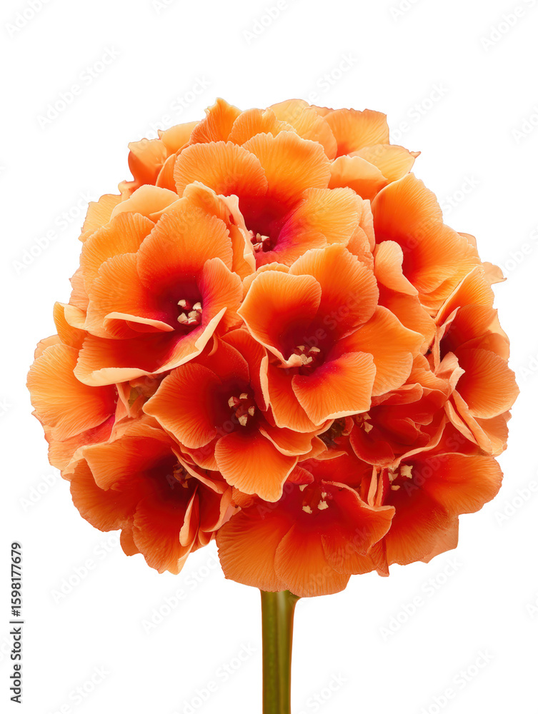 Bouvardia, studio photograph of a coral bouvardia bloom with tubular petals and star tips, with transparent background Bouvardia, studio photograph of a coral bouvardia bloom with tubular petals and star tips, with transparent background